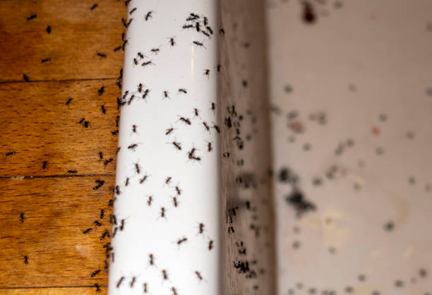 Trusted West Point, NE Pest Control Experts